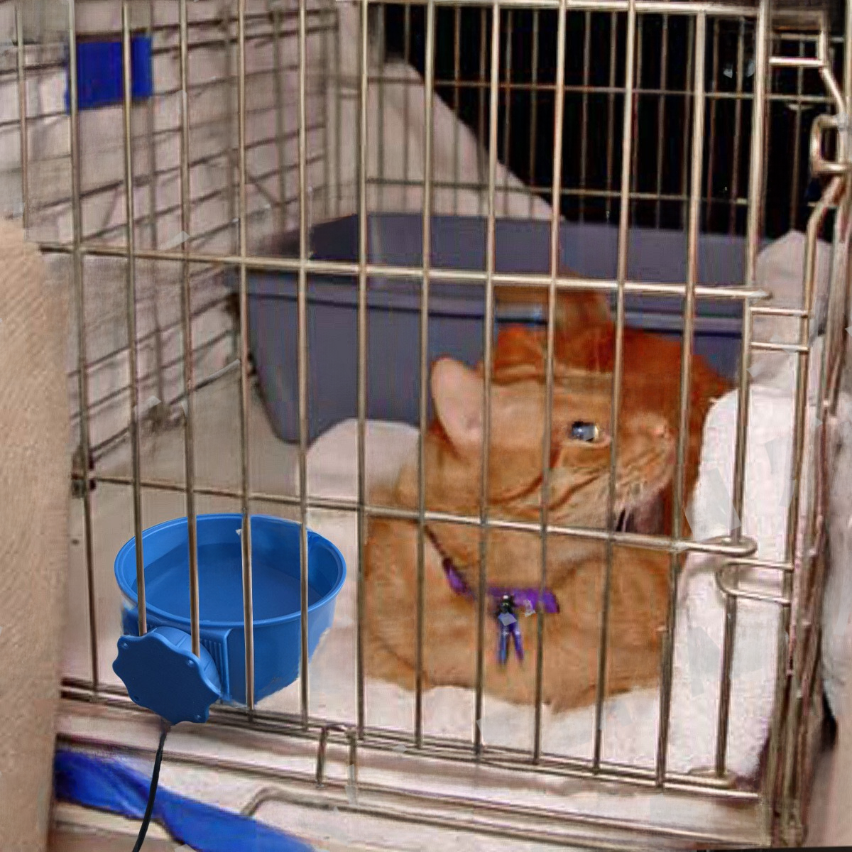 Heated Dog Food & Water Bowl